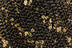 Black with Gold Sequins - 1095 (Online Only)
